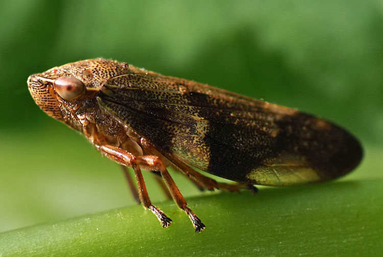 Erlenschaumzikade, Aphrophora alni